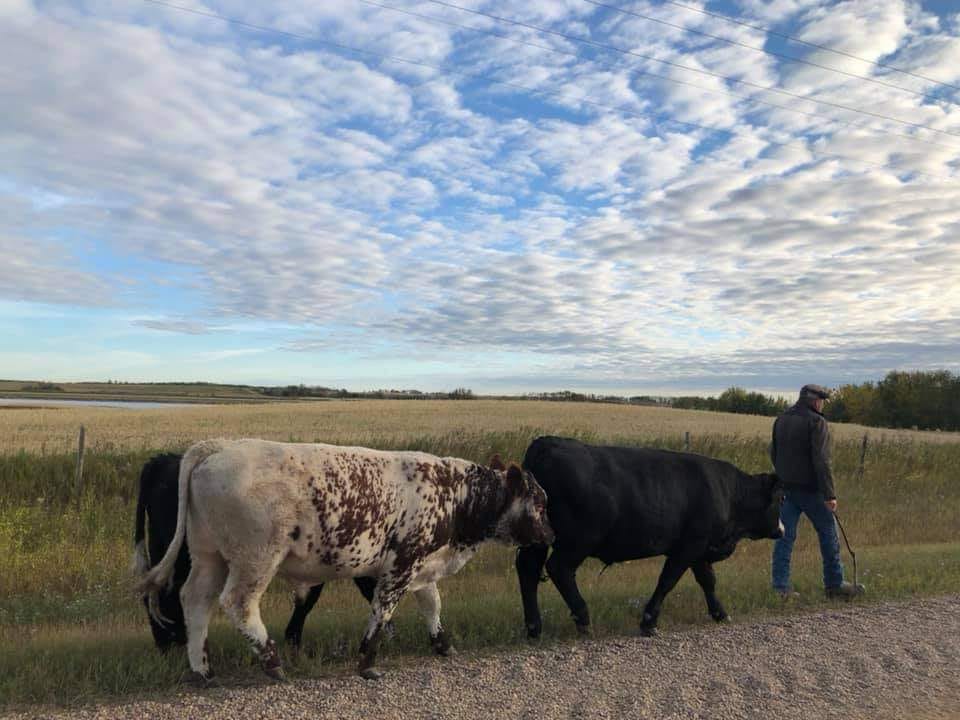 Expert Veterinarian Services Innisfree, AB Expert Veterinarian Services Innisfree, AB