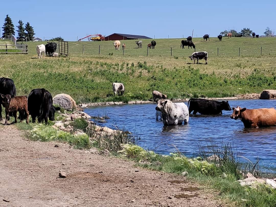 Trusted Veterinarian in Innisfree, AB Trusted Veterinarian in Innisfree, AB