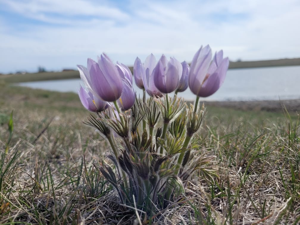 tulips in the grass field tulips in the grass field